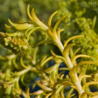 Reflexed Stonecrop